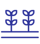 04-Plantacion-01